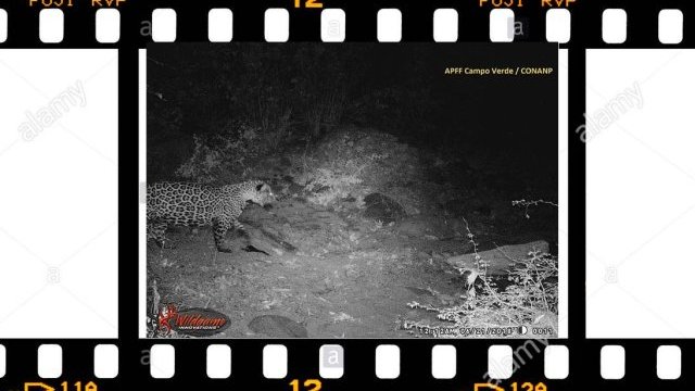 Captan a jaguar y gato montés en Madera, con foto-trampas