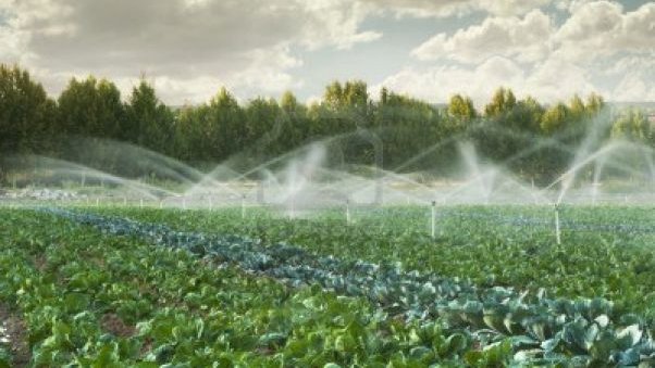 Aumenta Conagua en 36% volumen para riego del ciclo agrícola