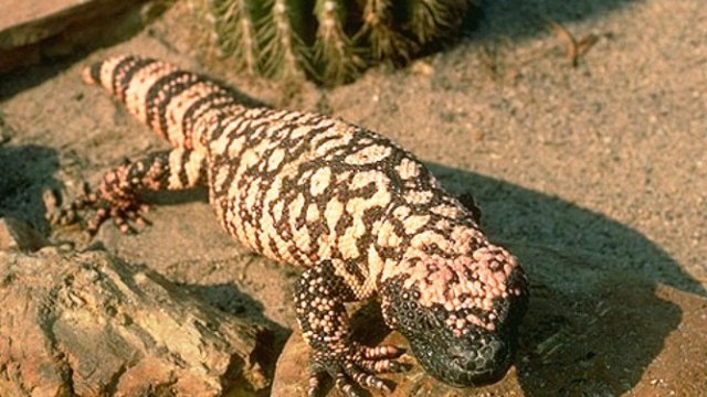 Víctima de comercio ilegal, 63% de especies de reptiles