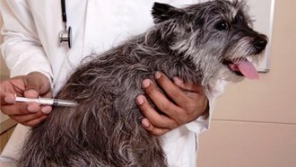 Arranca segunda semana de vacunación canina