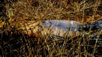 Dejan a joven ejecutado en matorrales cerca de las Curvas del Perico 