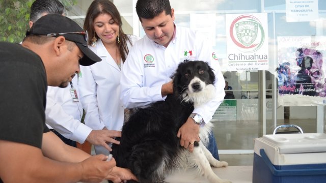 Inicia la Semana Nacional de Reforzamiento de Vacunación Canina y Felina 2014