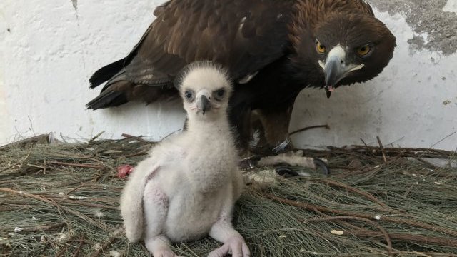 Nace primera águila real por inseminación artificial en México