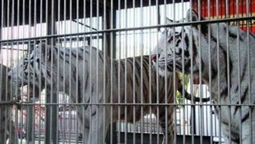 Aseguran en Chihuahua a 34 animales de circo