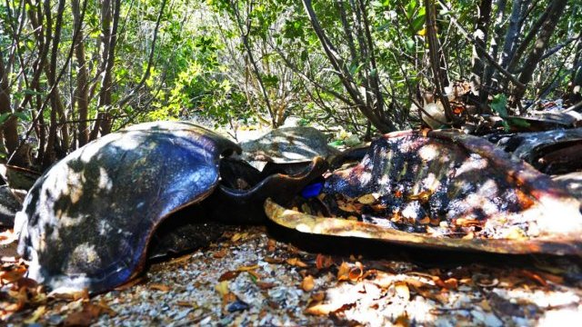 Mazatlán: hallan tiradero clandestino de caparazones de tortuga golfina en la Isla de la Piedra