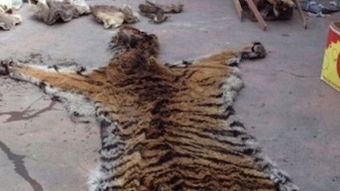 Pieles y cuerpos de animales exóticos son decomisados en Toluca
