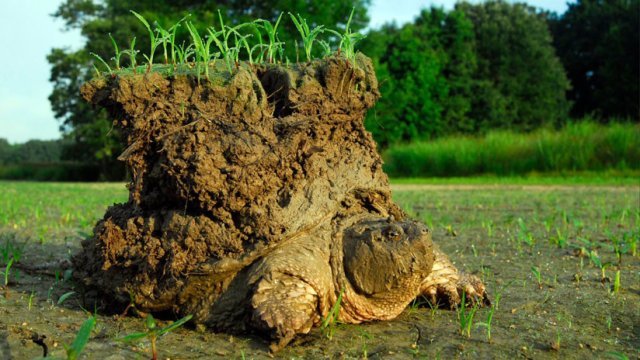 Esta imagen de una tortuga con un pequeño mundo encima es real y esta es su historia