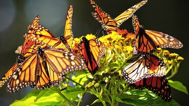 Disminuye casi a la mitad, la migración de la mariposa monarca