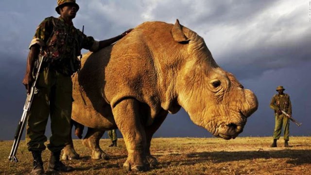 Sudán, el último rinoceronte blanco del planeta, con vigilancia armada las 24 horas