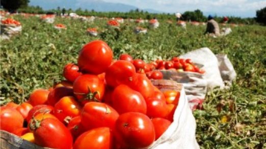 Pronostican un aumento del precio del tomate y el aguacate 