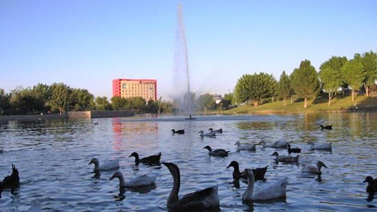 Estudio de alumna de la UACJ: patos del Parque Central sí tienen el virus del Nilo