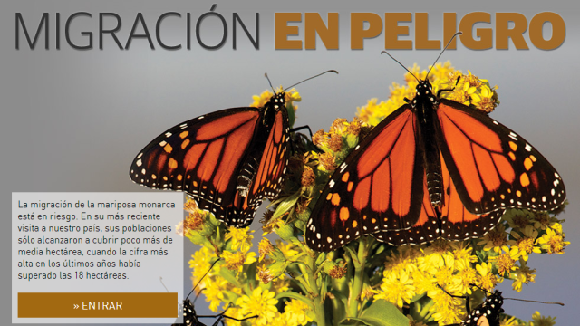 Disminuyó inmigración de mariposas monarca en 43.7%