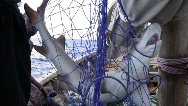 Descubren red con cientos de tiburones muertos, en Texas