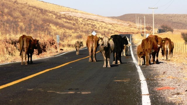 Vacas en la carretera: la pesadilla de todo conductor