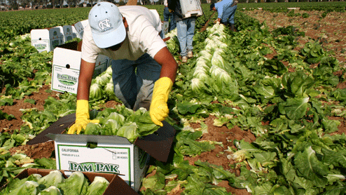 Los agricultores contrataron a inmigrantes no autorizados: USDA