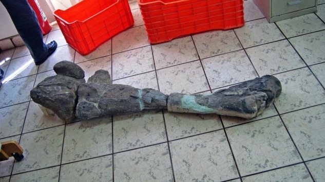 Explosiva riqueza de fósiles de dinosaurios en Jiménez