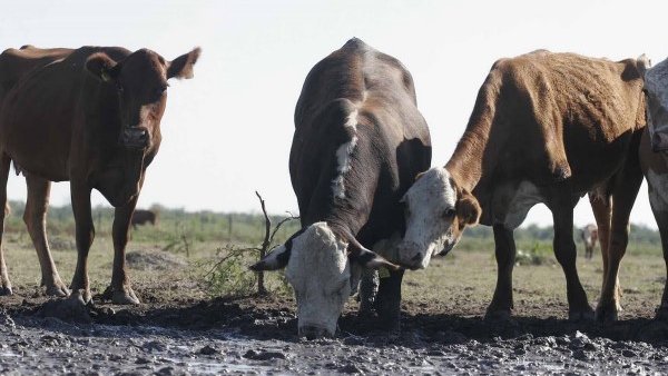 Sequía en la región de Parral afecta gravemente al ganado