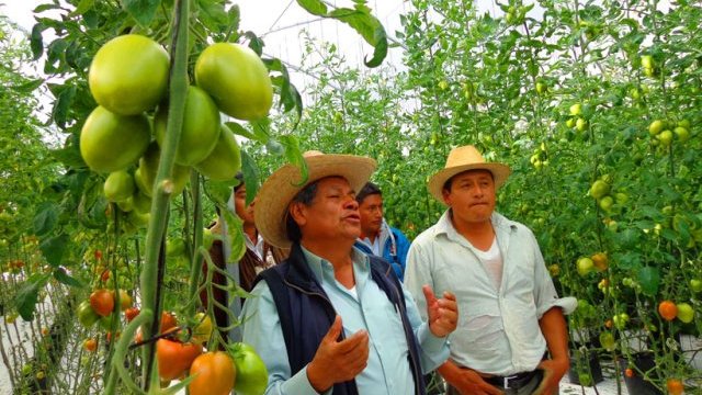 En Oaxaca, más de 59 mil hectáreas dedicadas a la fruticultura