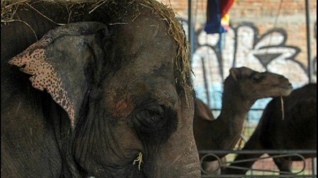 Sin futuro claro, más de cuatro mil animales desalojados de los circos