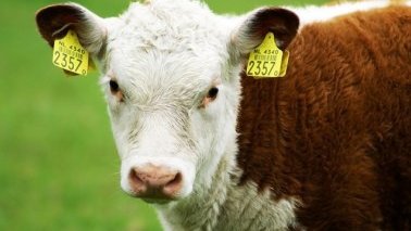 Reforman código penal en materia de ganadería 