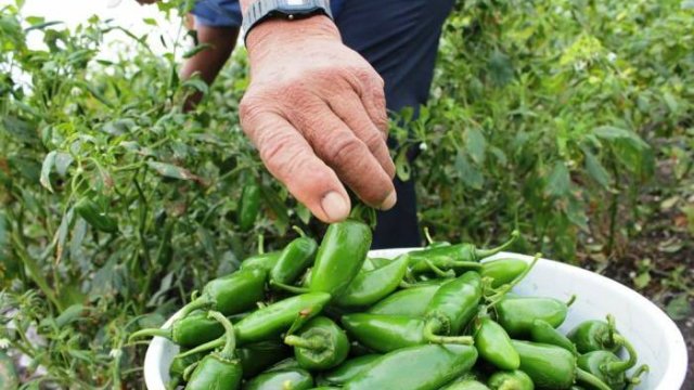En peligro, cosecha y comercialización de chile por plaga de picudo