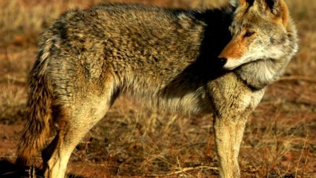 Reportan recurrente presencia de coyotes en Samalayuca