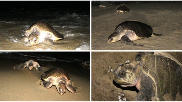 Arriban 40 mil tortugas golfinas a playas de Oaxaca