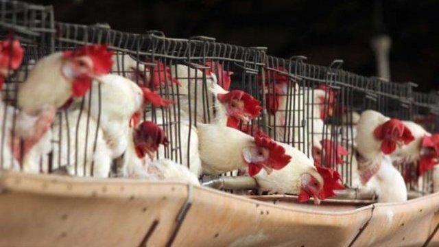 Suman 41 granjas con presencia de gripe aviar: Senasica