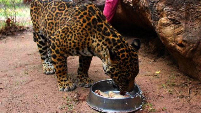 Jaguar a resguardo en el Zoológico, no está en exhibición