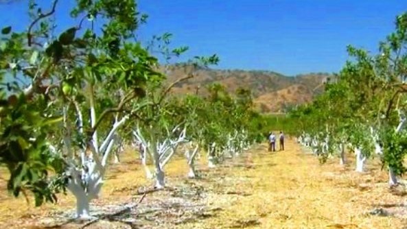 En California, medidas drásticas para salvar los cítricos de la sequía