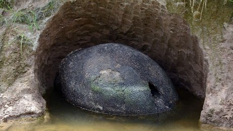 Creen haber encontrado un huevo de dinosaurio en Argentina