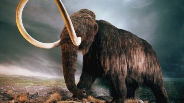 Planean revivir a los mamutes en fecha muy próxima