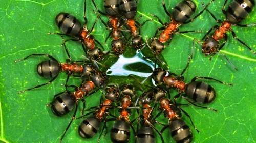 Hormigas como sustitutos de los insecticidas químicos