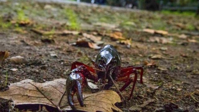Mortandad de cangrejos de río en Delicias, por pesticidas