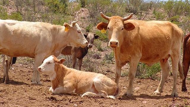 Tuberculosis y sequía mermaron exportación de ganado