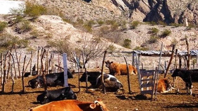 Exportará Chihuahua ganado con registro electrónico