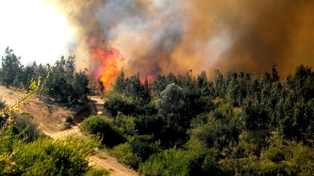 Fuerte incendio forestal consume viviendas en Ciudad Madera