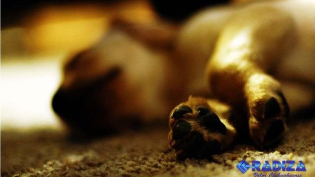Denuncian matanza masiva de perros en comunidad de Meoqui