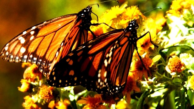 SOS por la mariposa monarca