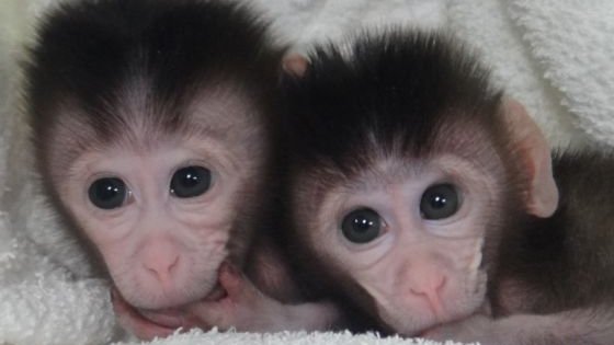 Crean los primeros monos transgénicos 
