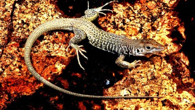 Desaparecieron de Chihuahua, 10 especies de lagarto por calentamiento global