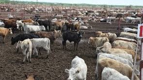 Logran que pasen 10 mil cabezas de ganado a EEUU tras rumor de que no estaban sanas 
