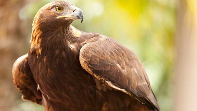Detectan 12 territorios activos del águila real en Chihuahua