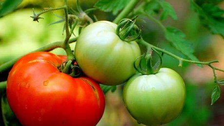 ¿Cómo será el tomate del futuro?
