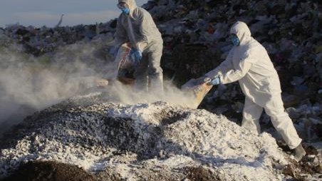 Grave, infección de gripe aviar en 38 granjas de Jalisco y Guanajuato