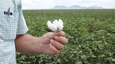 Chihuahua produce 63% del algodón de México
