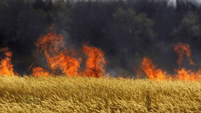 Hungría quema todos los cultivos transgénicos de Monsanto