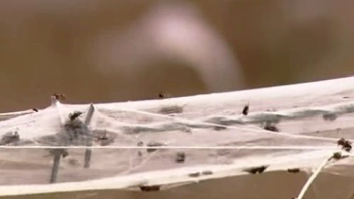 Una masiva lluvia de arañas cubre una ciudad en Australia con telaraña