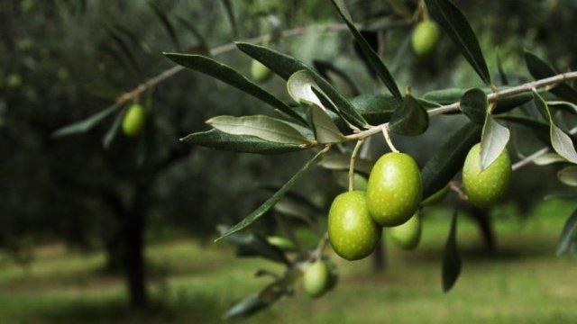 El olivo y México, una accidentada historia