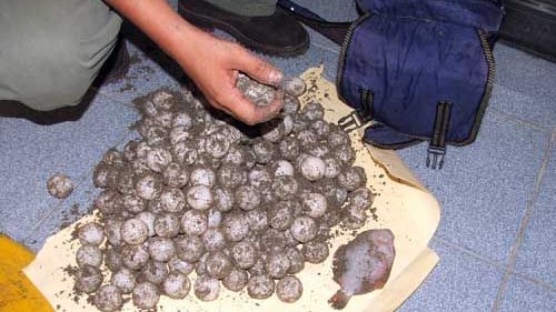 Capturan a dos con más de 22 mil huevos de tortuga golfina